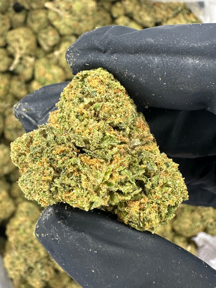 Gelato 41