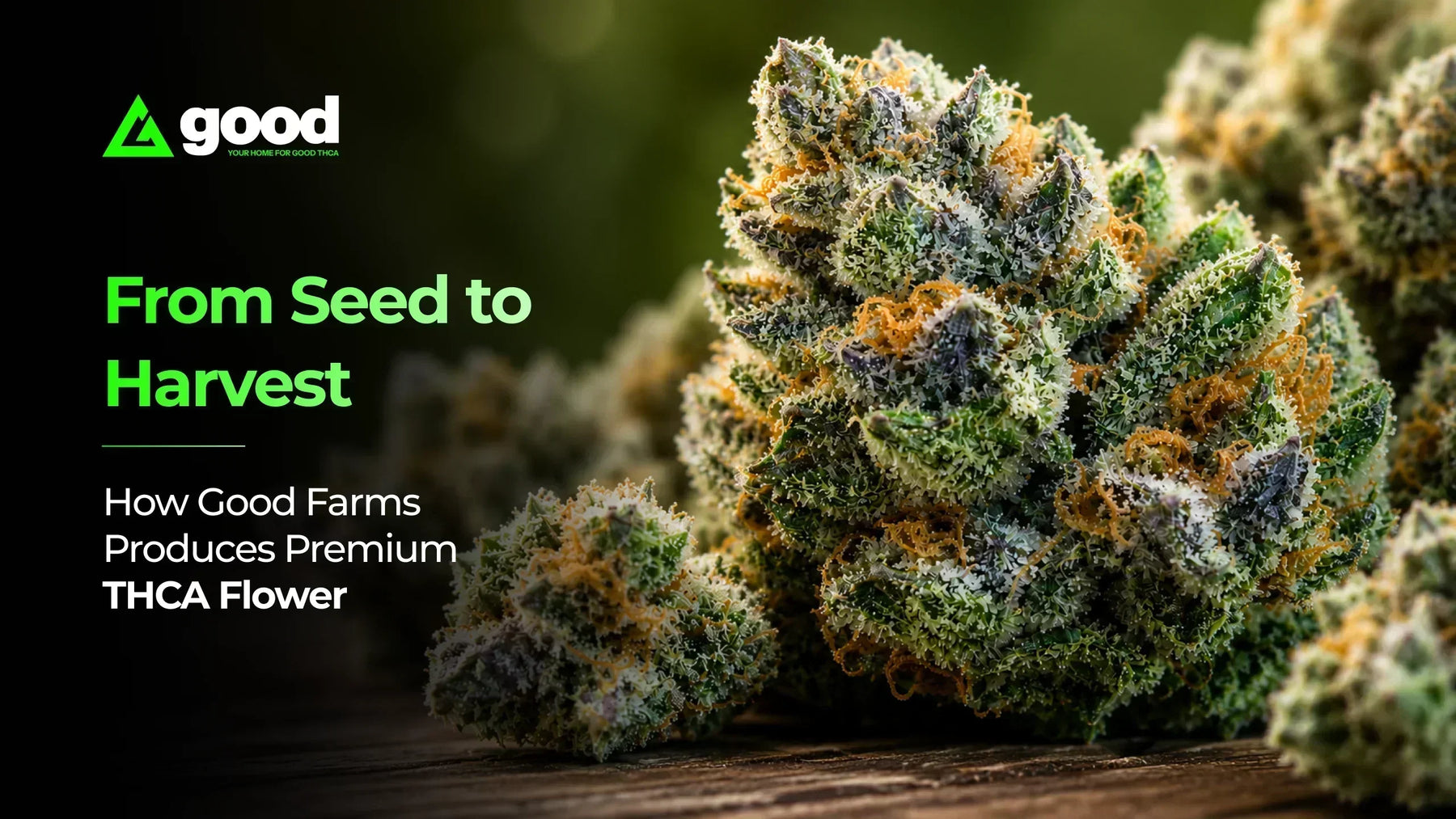 From Seed to Harvest: How Good Farms Produces Premium THCA Flower