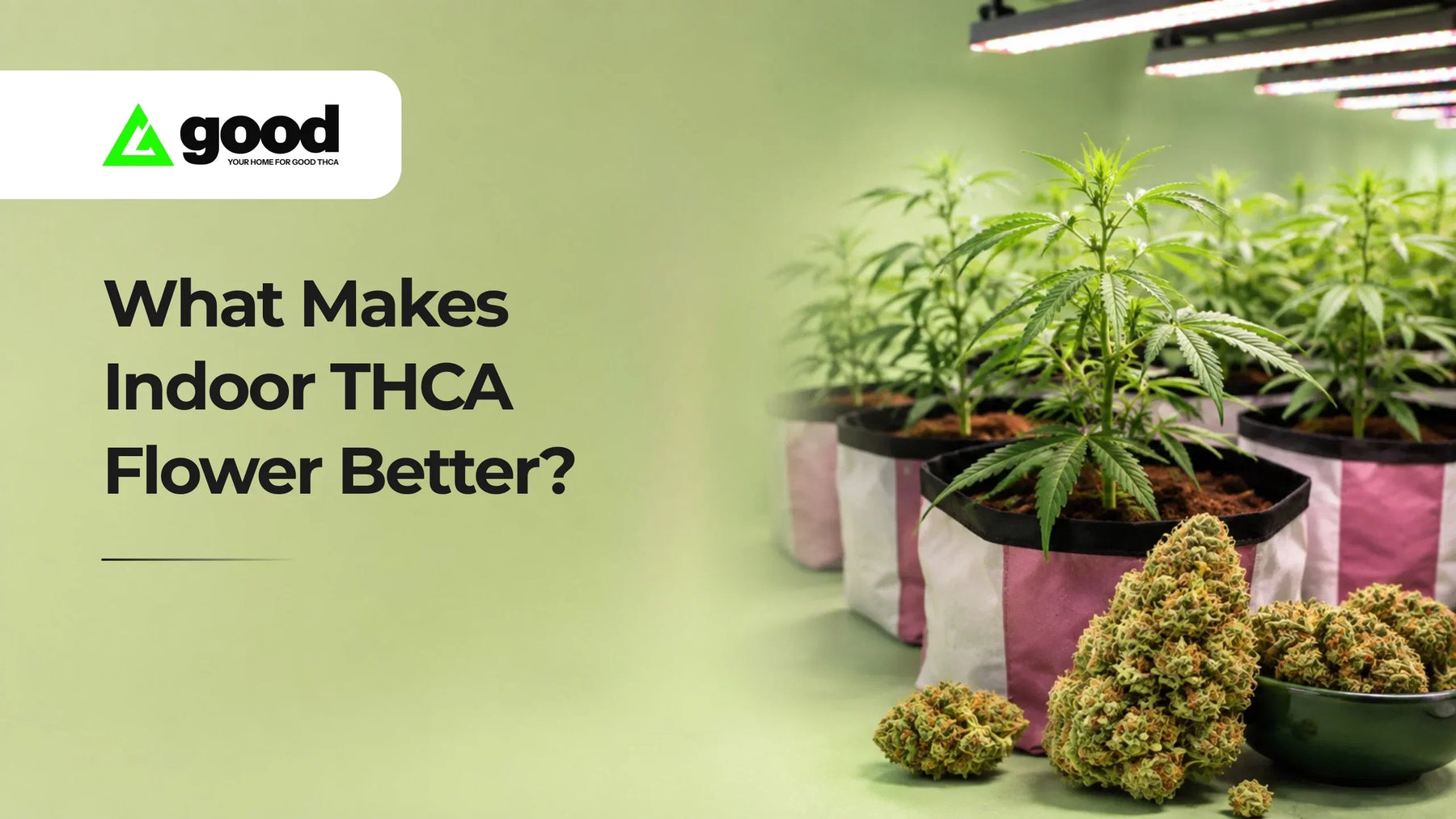 What Makes Indoor THCA Flower Better?