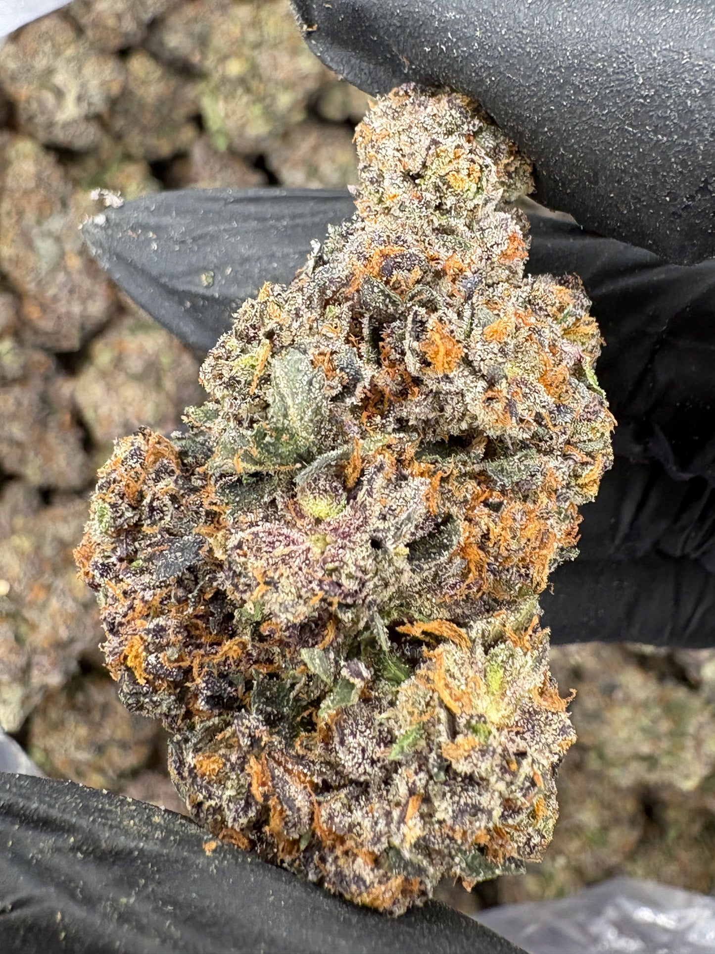 Crunch Berriez (Genetics by Fiya Farmer)