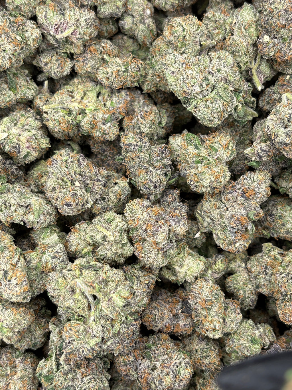 Galactic WarHeadz (Genectics by Craft Farmer)