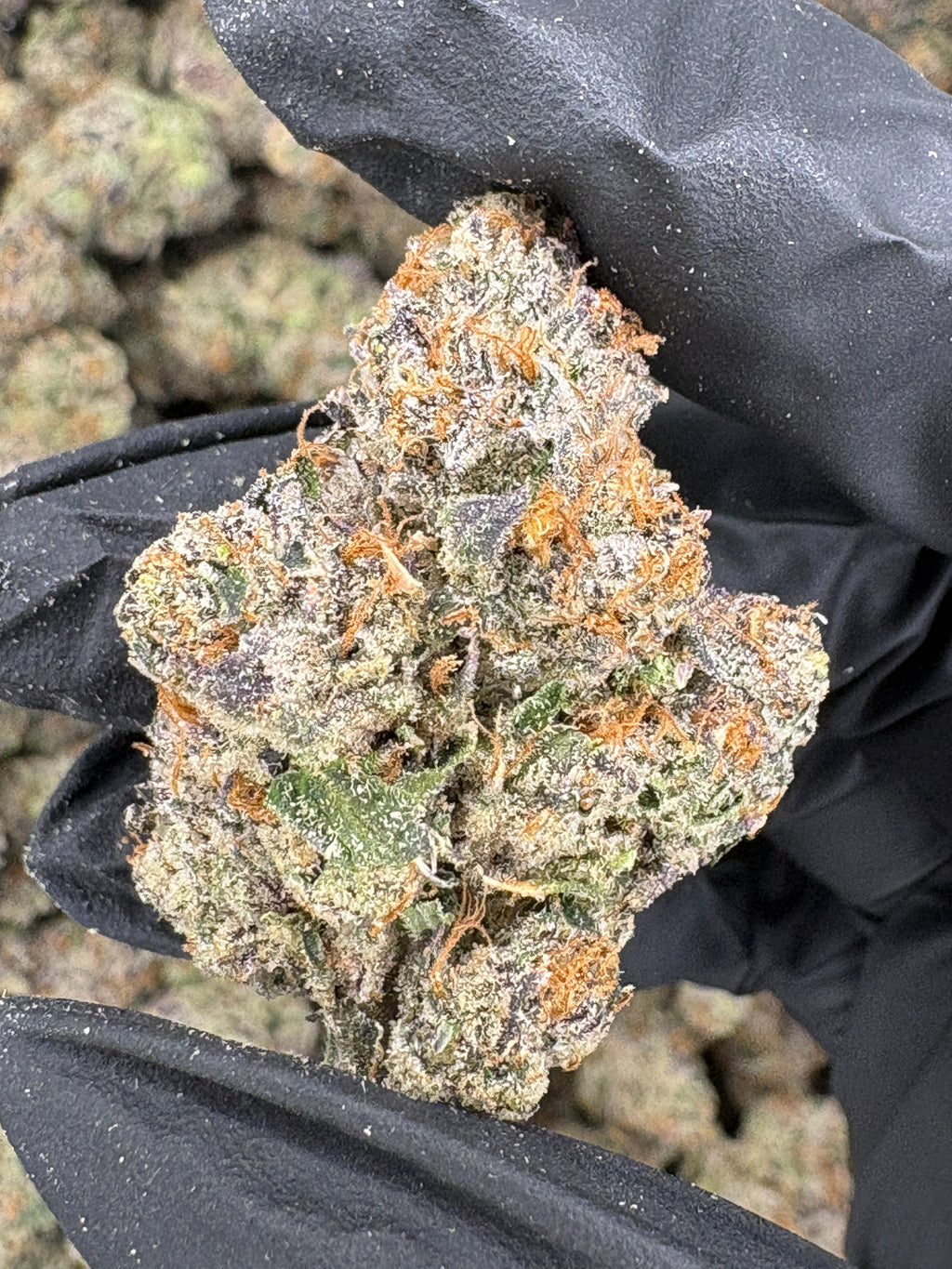 Galactic WarHeadz (Genectics by Craft Farmer)