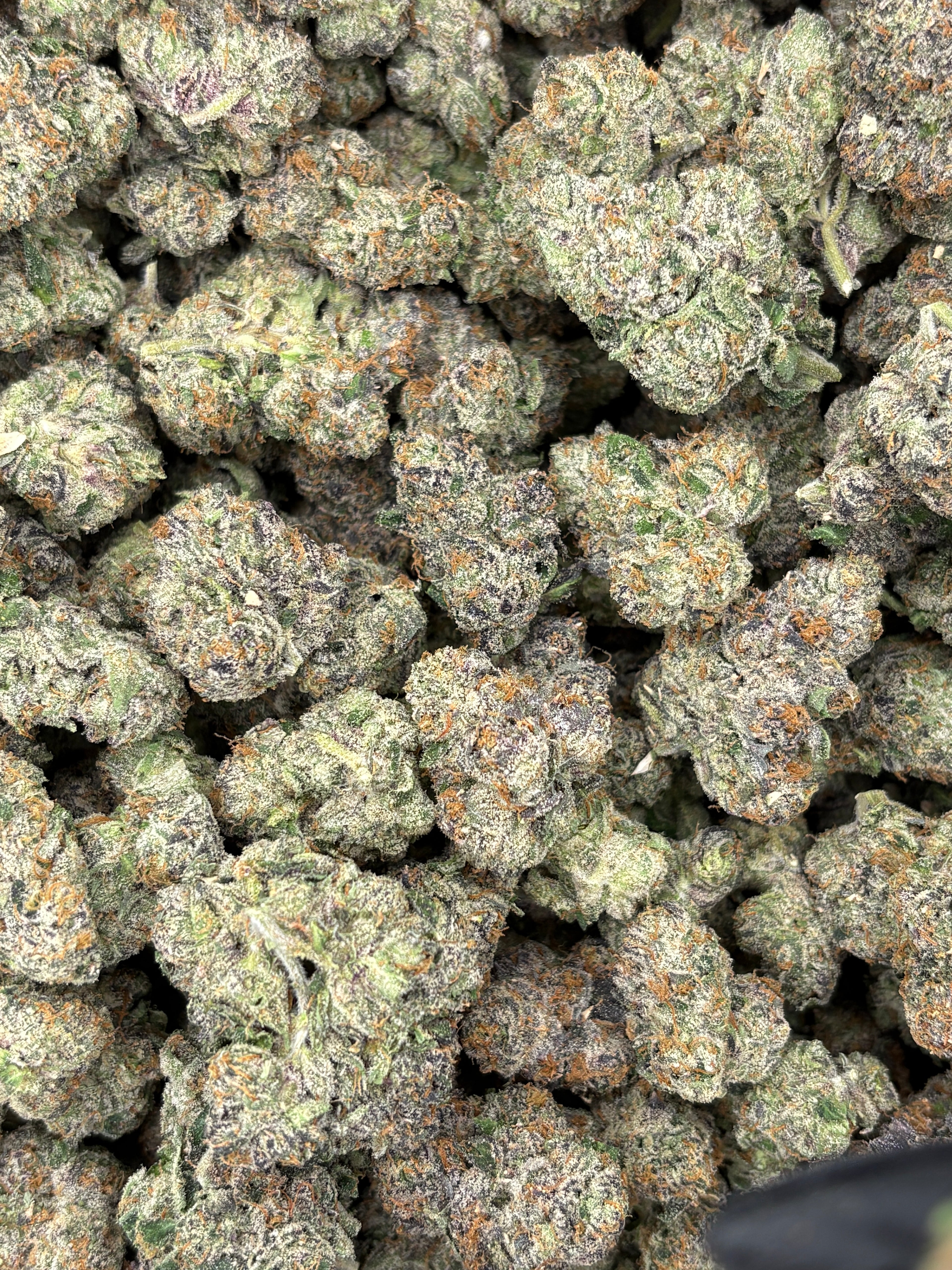 Galactic WarHeadz (Genectics by Craft Farmer)