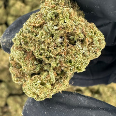 Gelato 33