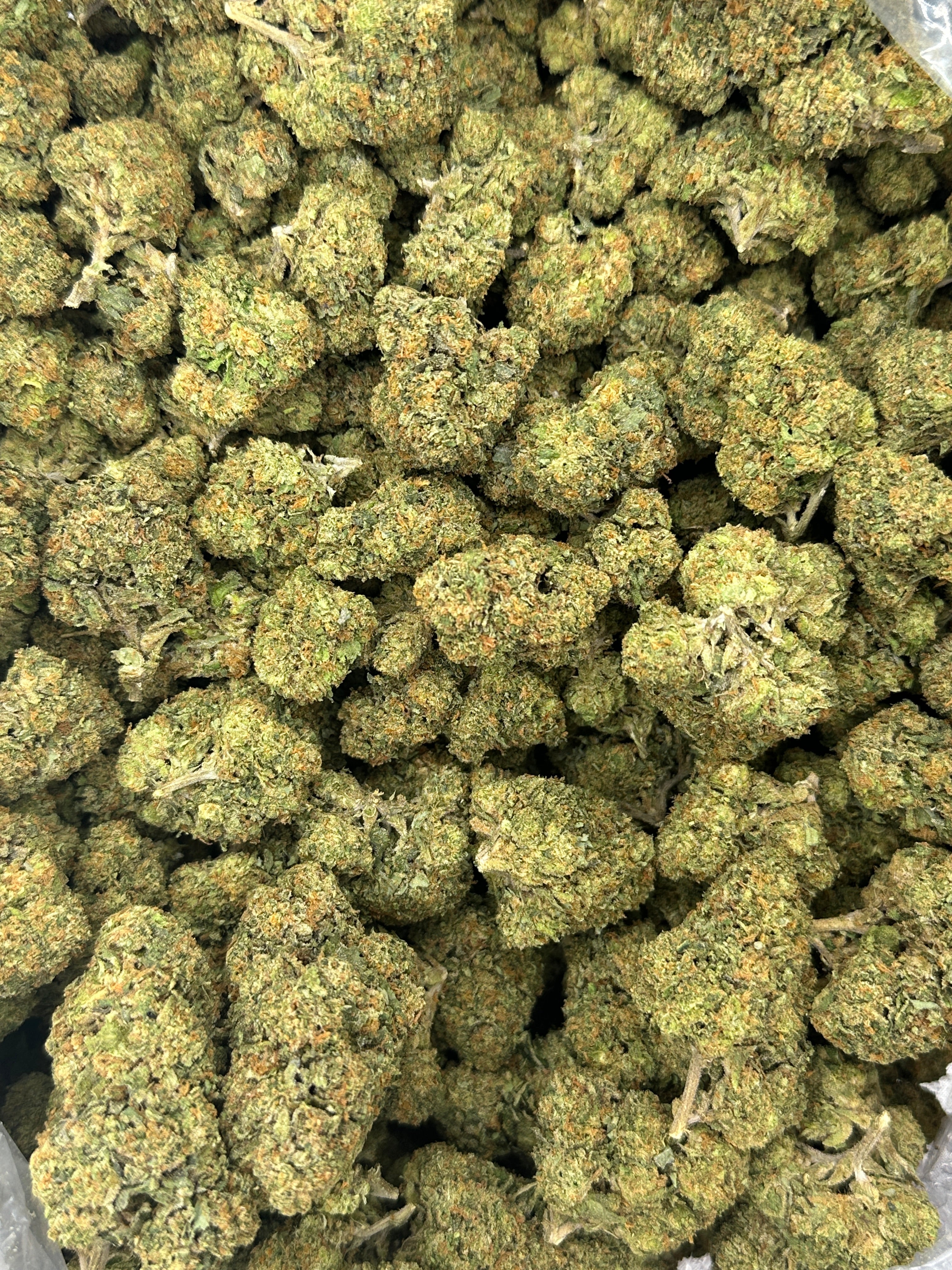 Gelato 41