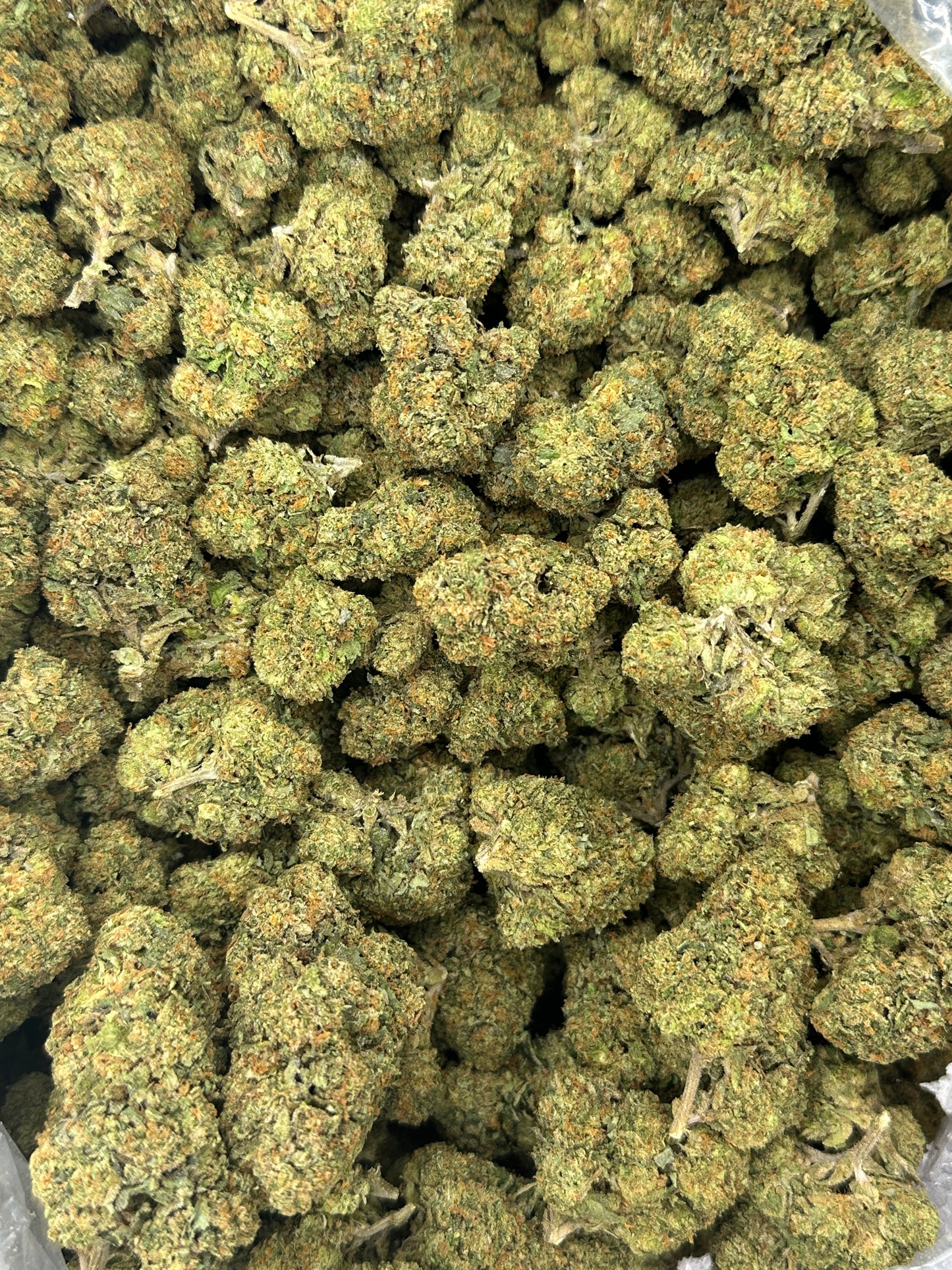 Gelato 41