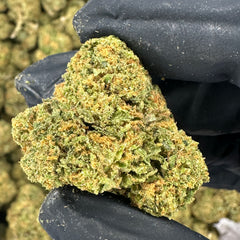 Gelato 41