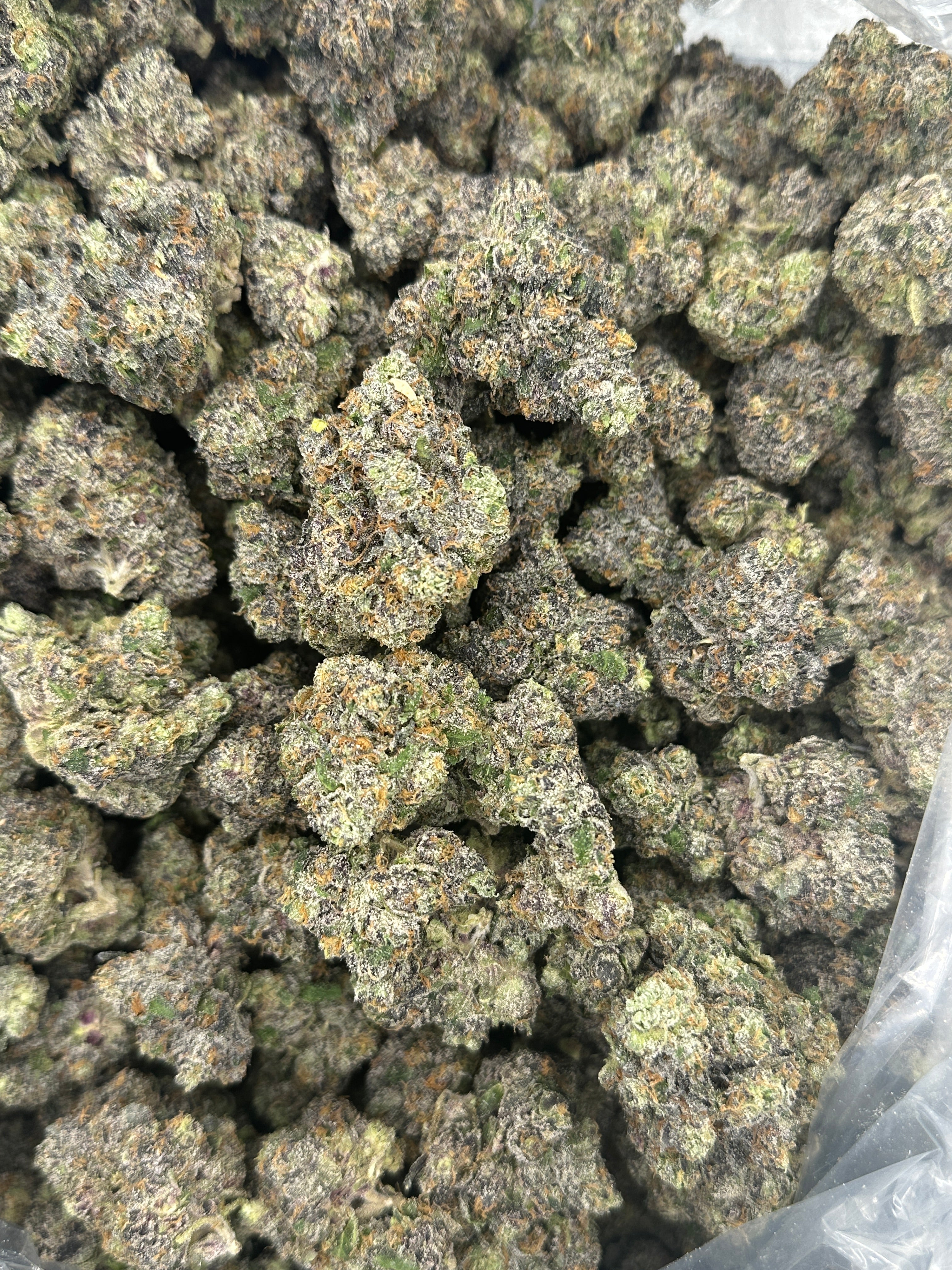 Ghost Mode. (Genetics by Craft Farmer)