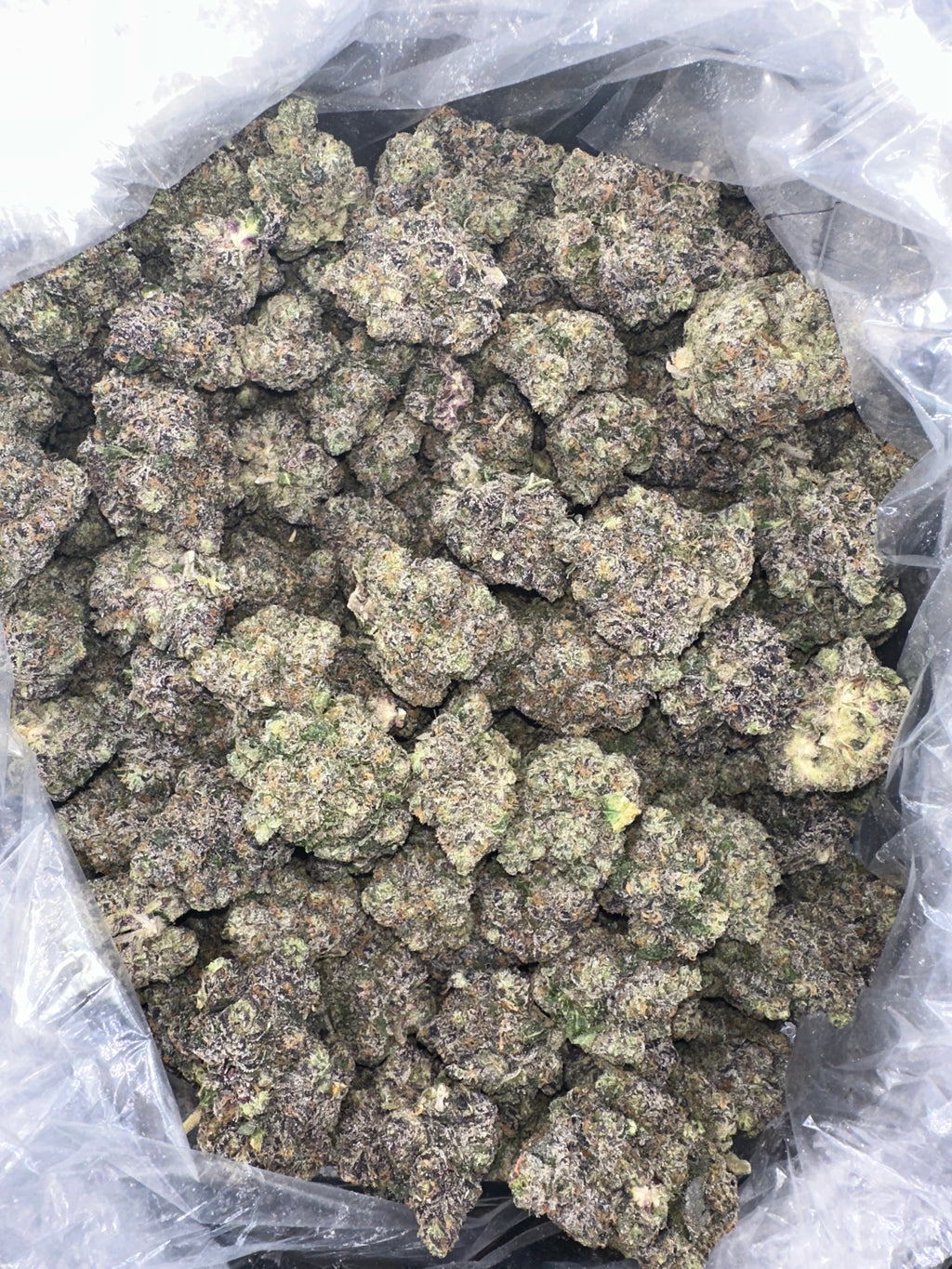 Ghost Mode. (Genetics by Craft Farmer)