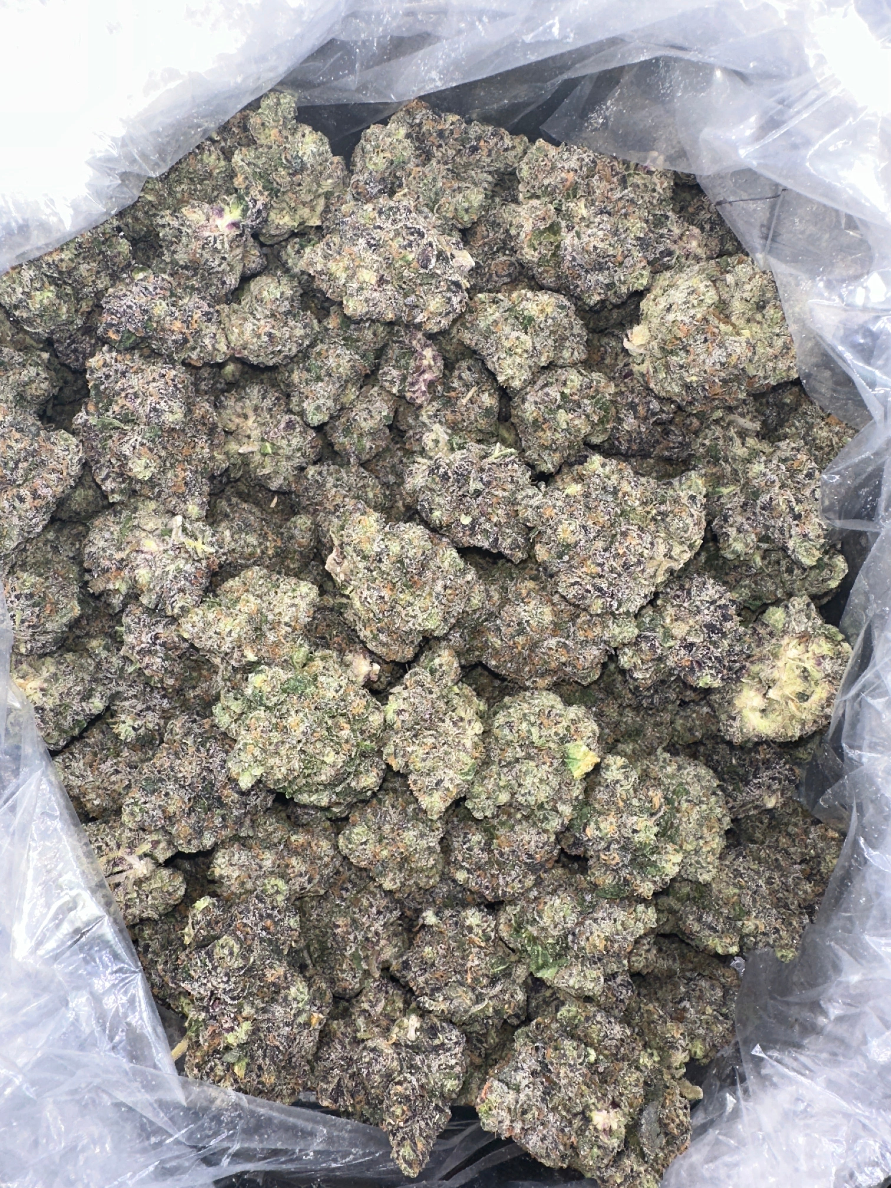 Ghost Mode. (Genetics by Craft Farmer)