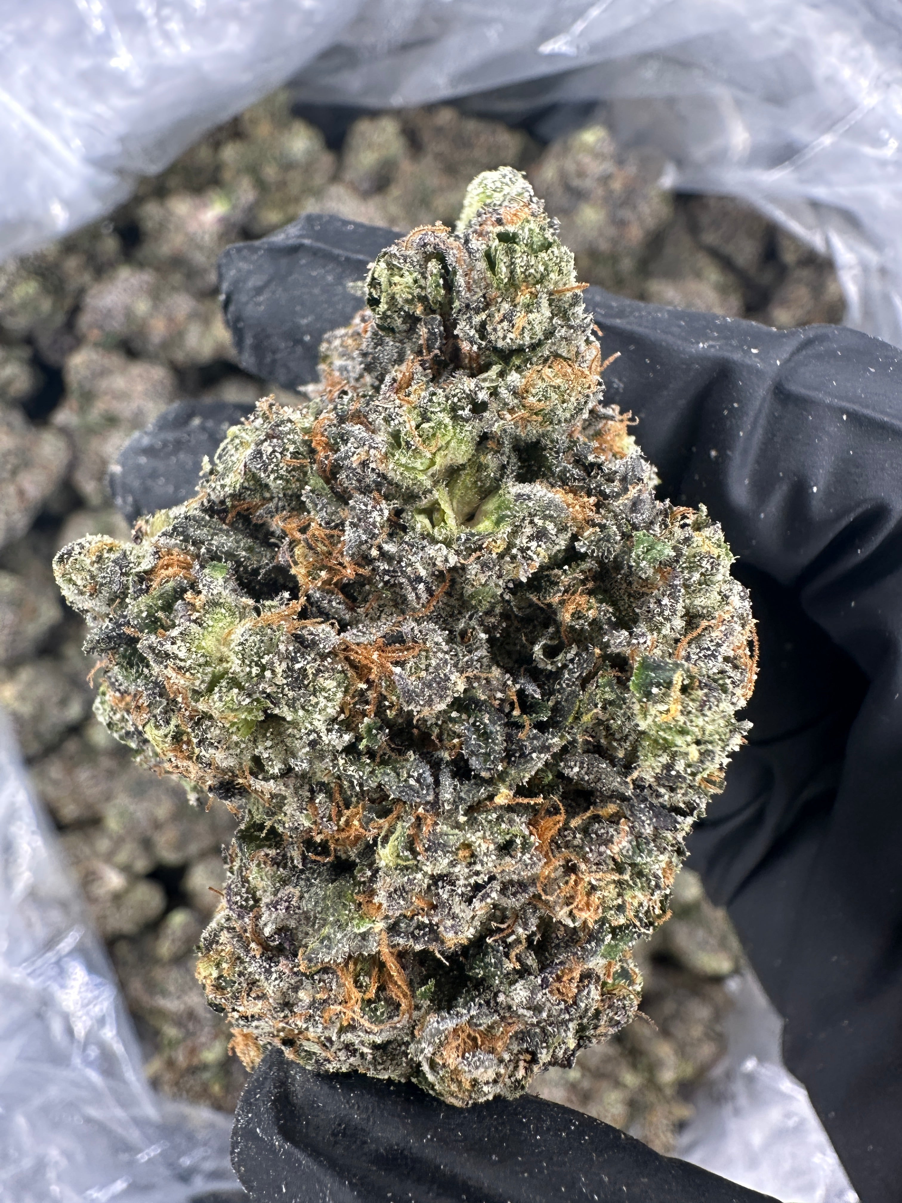 Ghost Mode. (Genetics by Craft Farmer)