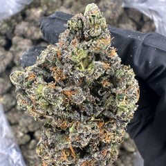 Ghost Mode. (Genetics by Craft Farmer)