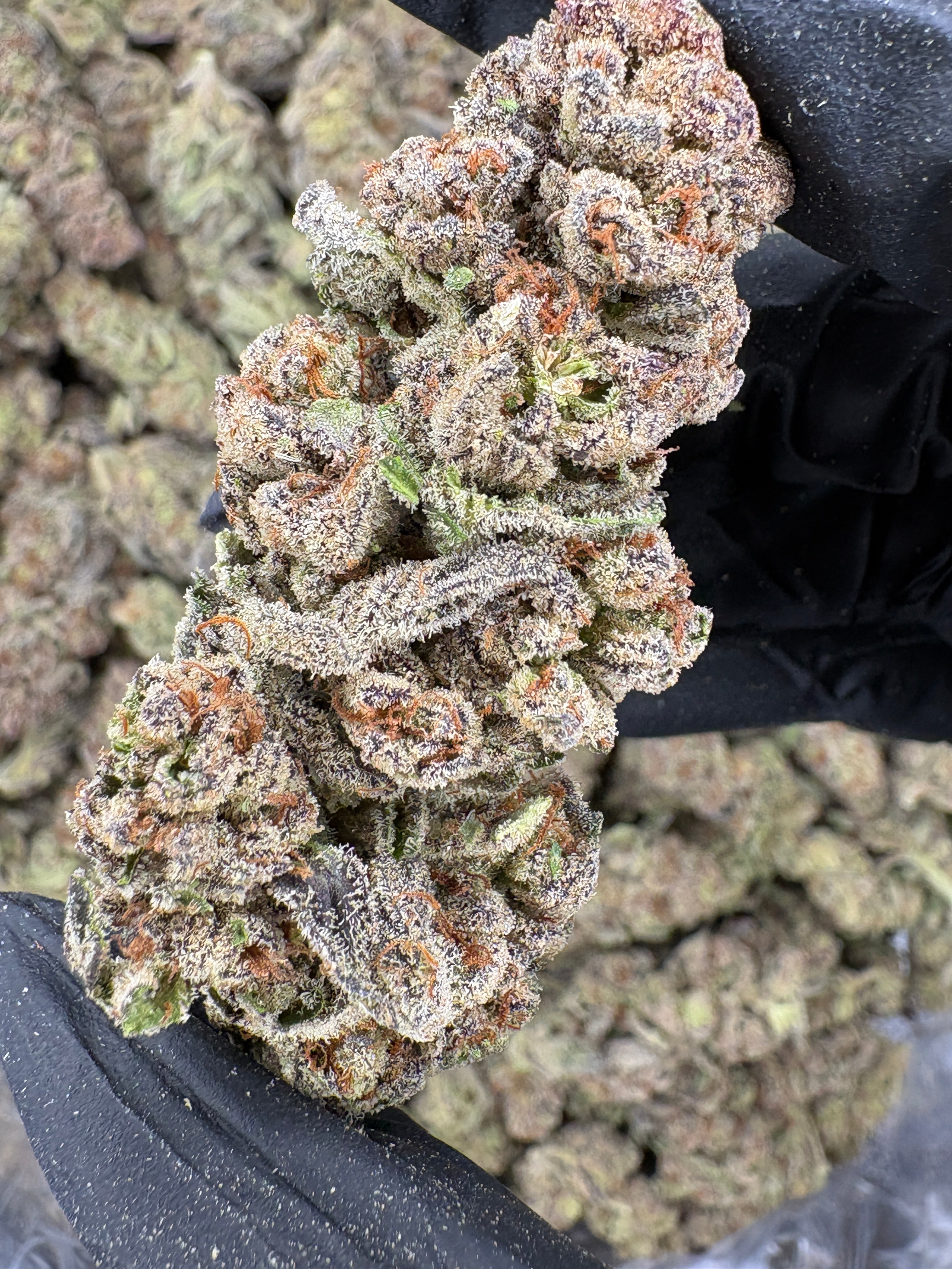 GlitterBomb