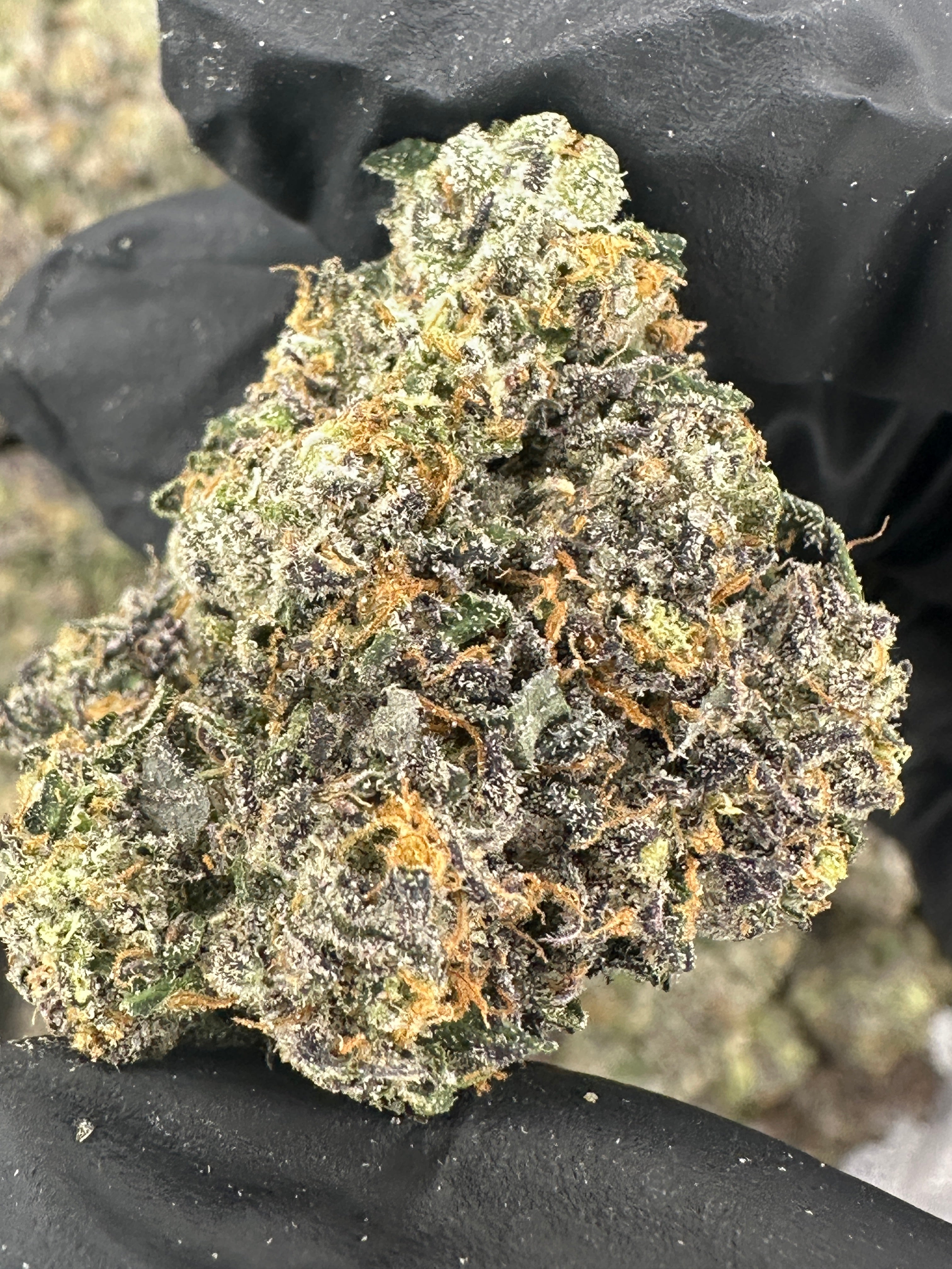 MOB (Genetics by Craft Farmer)