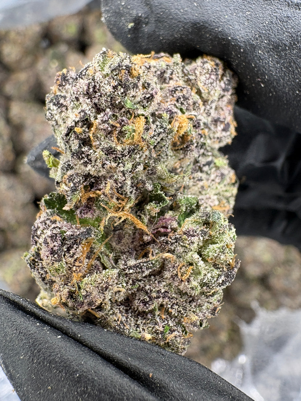 MOB (Genetics by Craft Farmer)