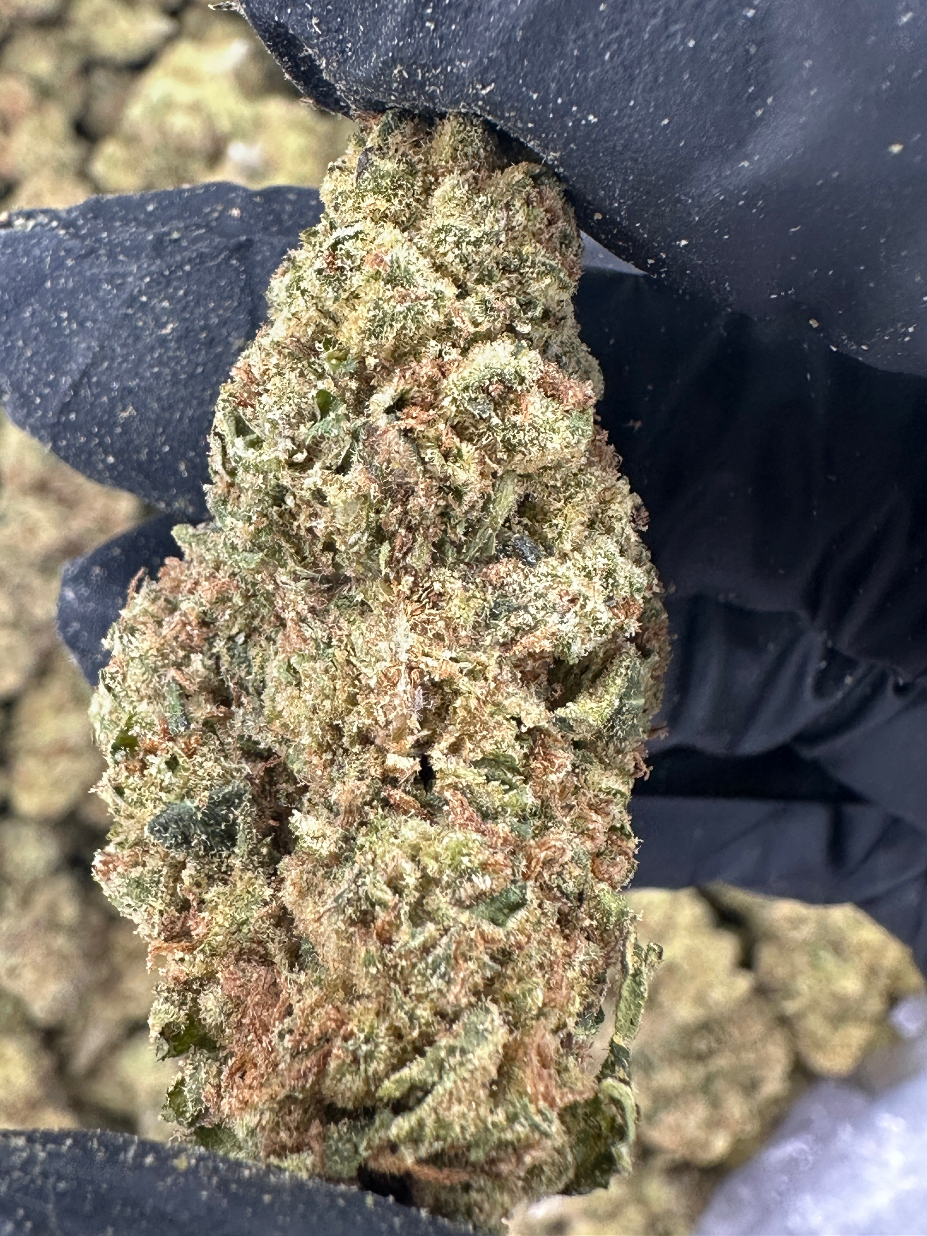 Mule Fuel