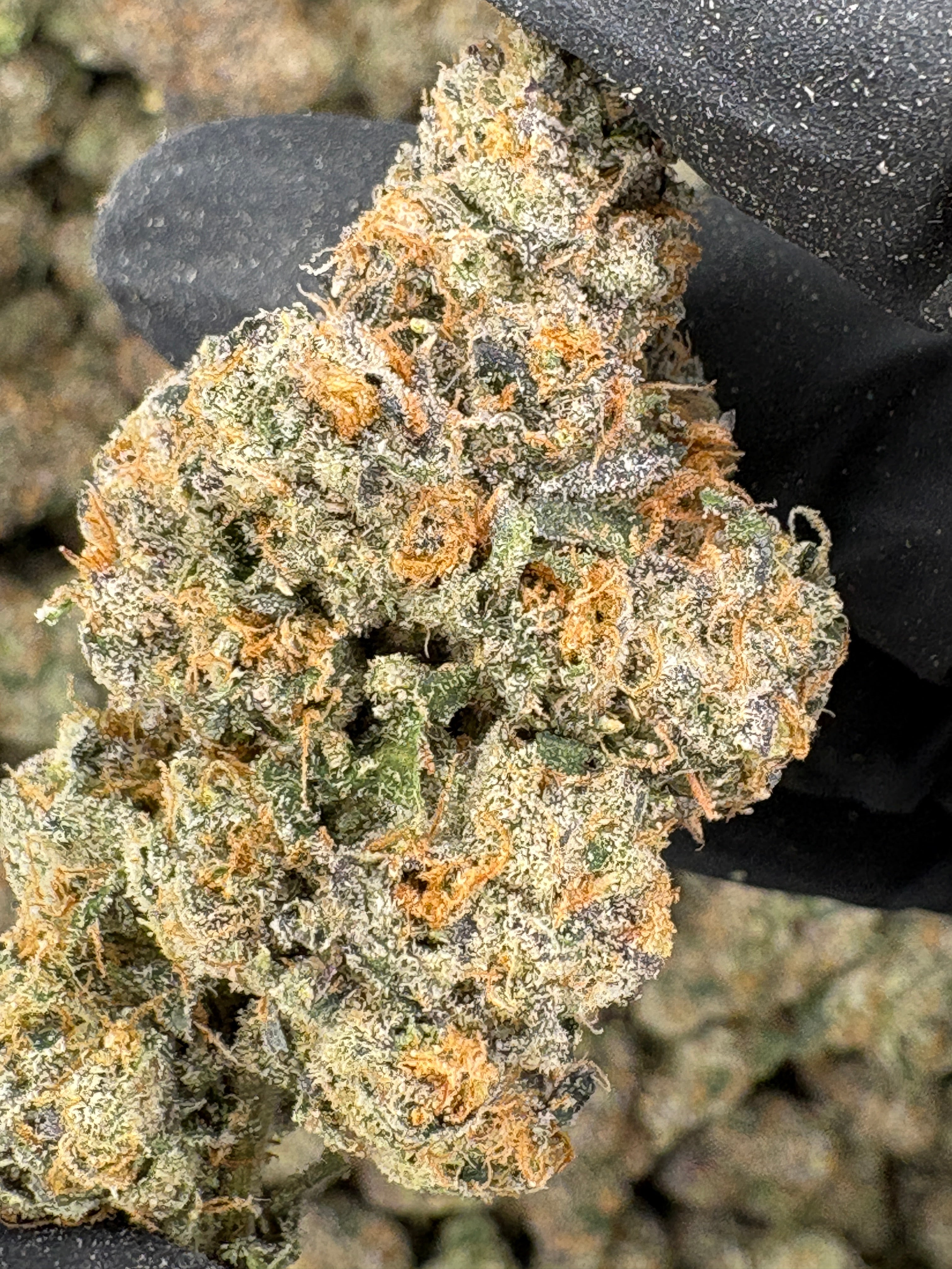 Galactic WarHeadz (Genectics by Craft Farmer)