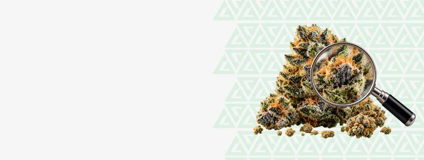 Explore THCA Pre-Rolls