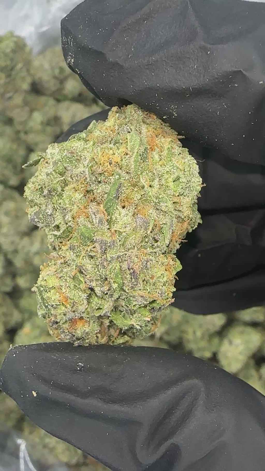 Frog Poison ( Genetics by Craft Farmer)