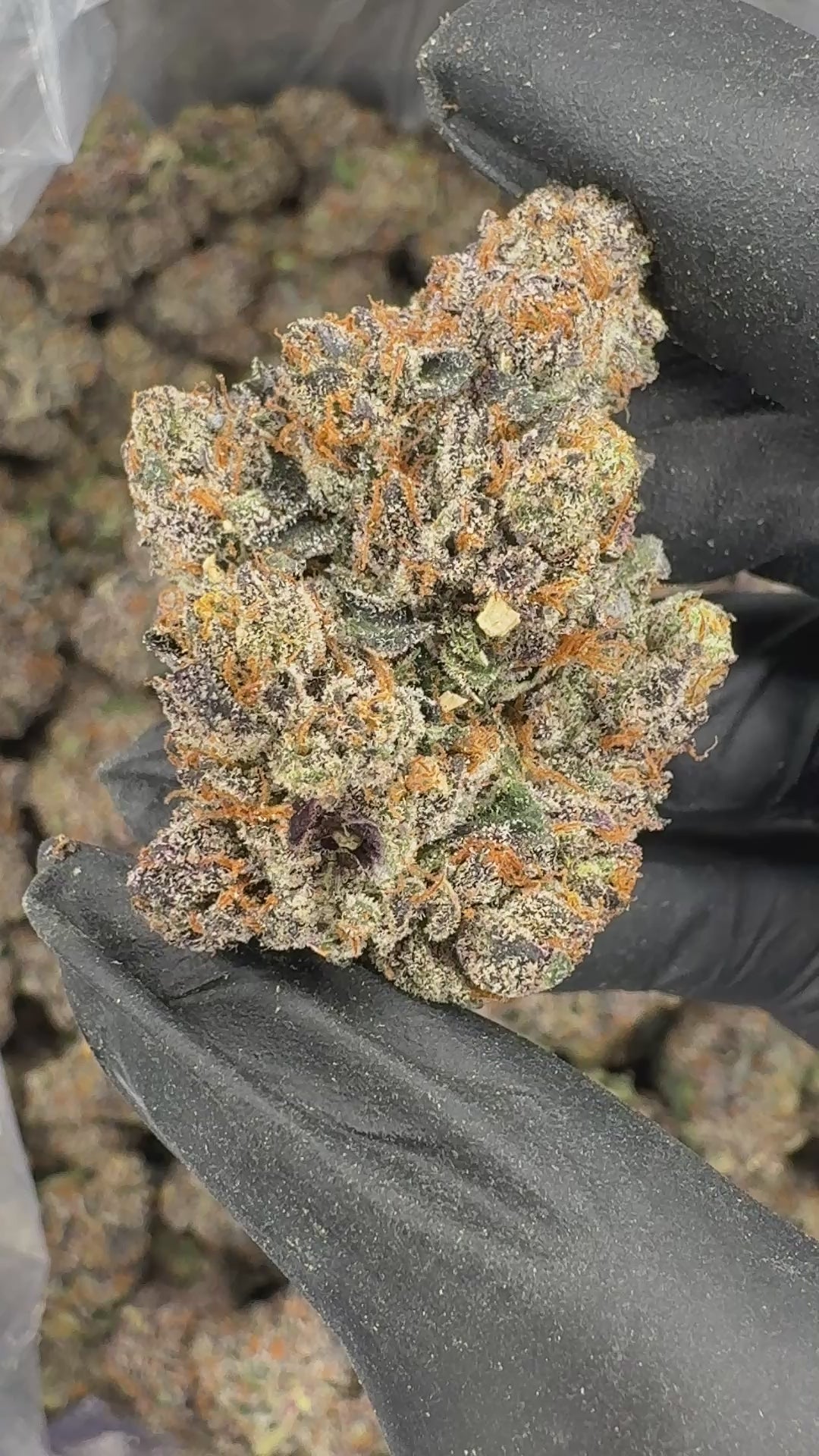 Crunch Berriez (Genetics by Fiya Farmer)