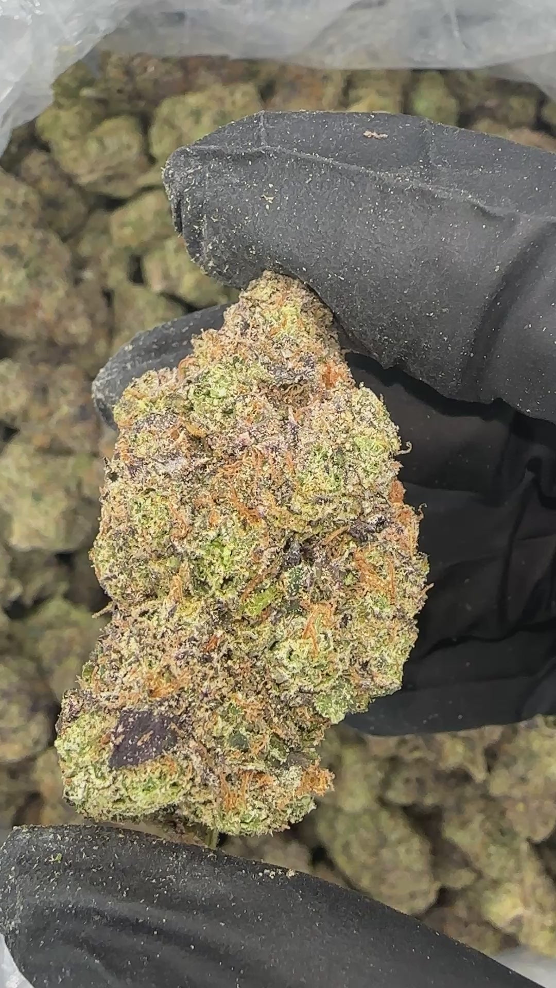 Lemon & Cherries