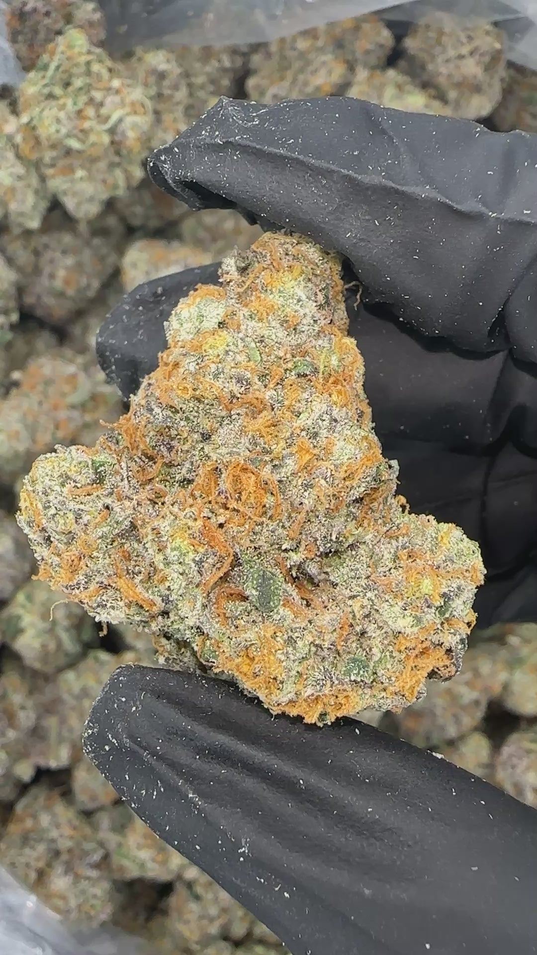 Nuclear Slurpee  (Genetics by Craft Farmer)