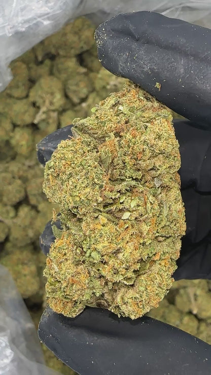 Gelato 41