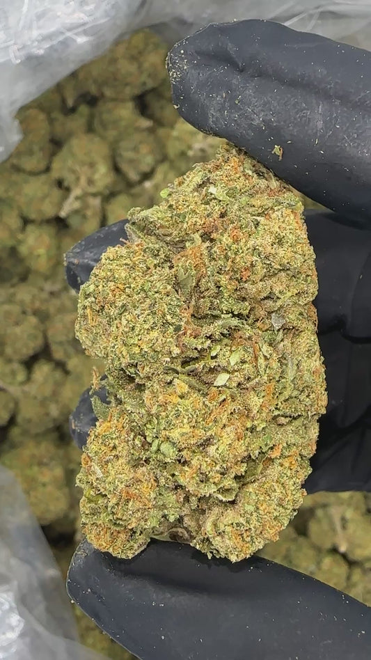 Gelato 41