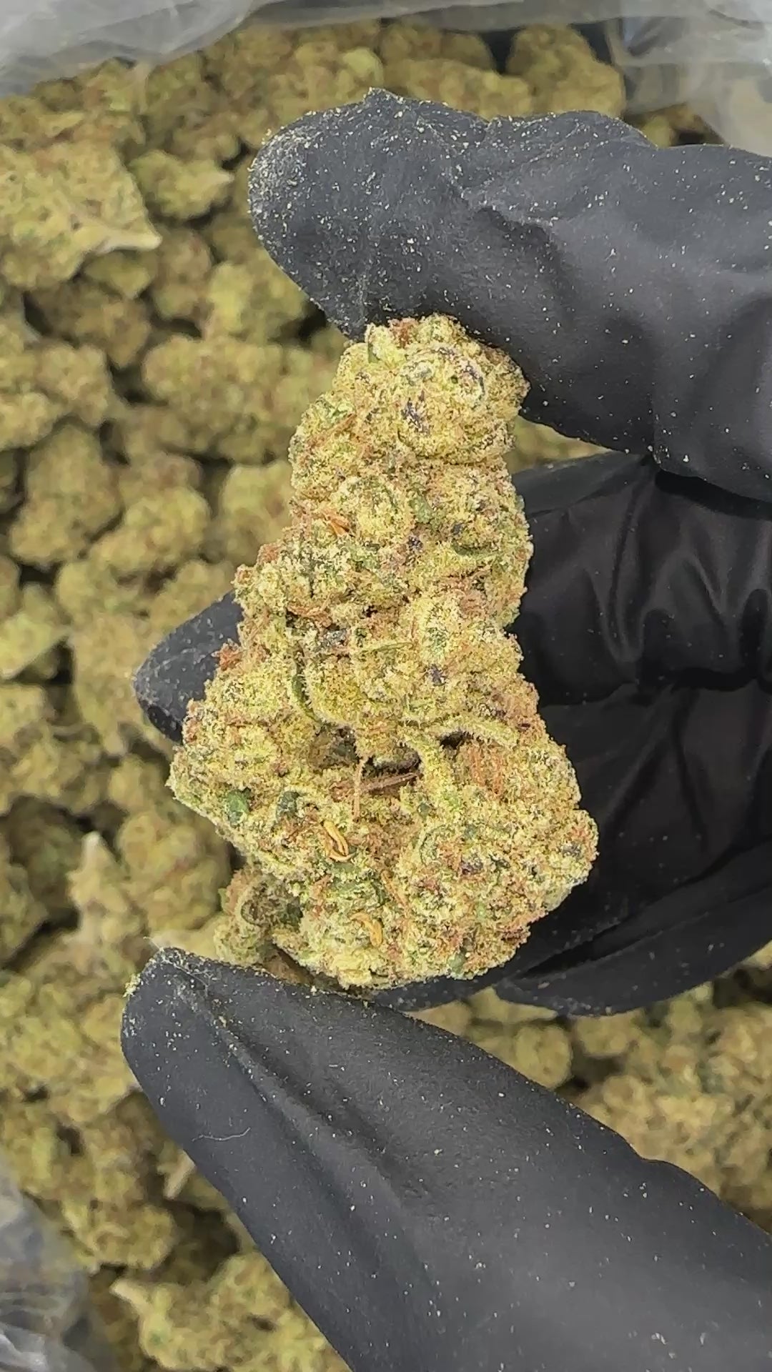 Mule Fuel