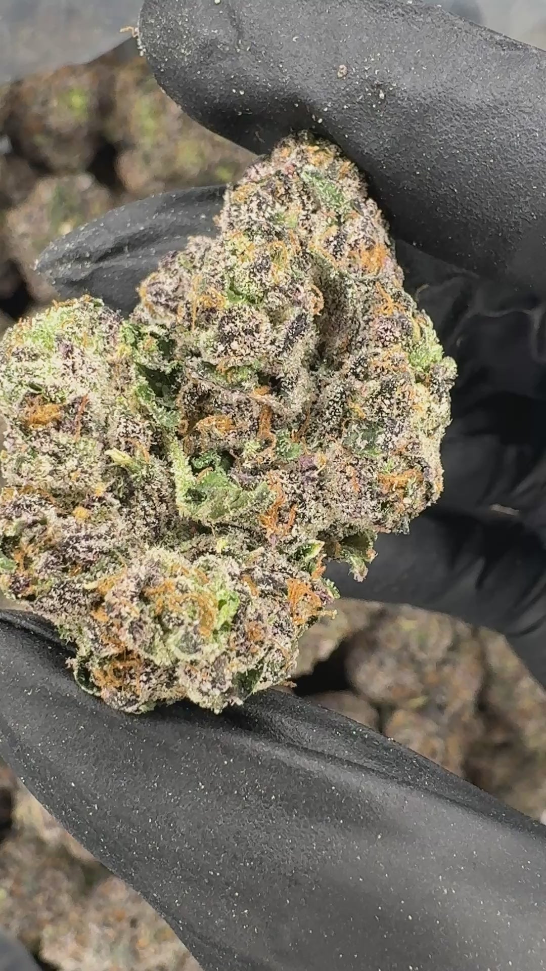 MOB (Genetics by Craft Farmer)