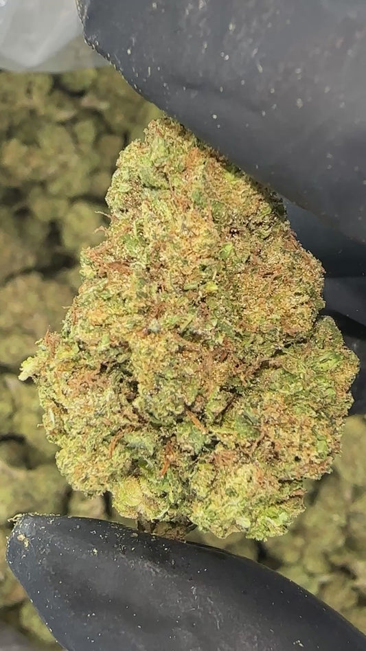 Gelato 33