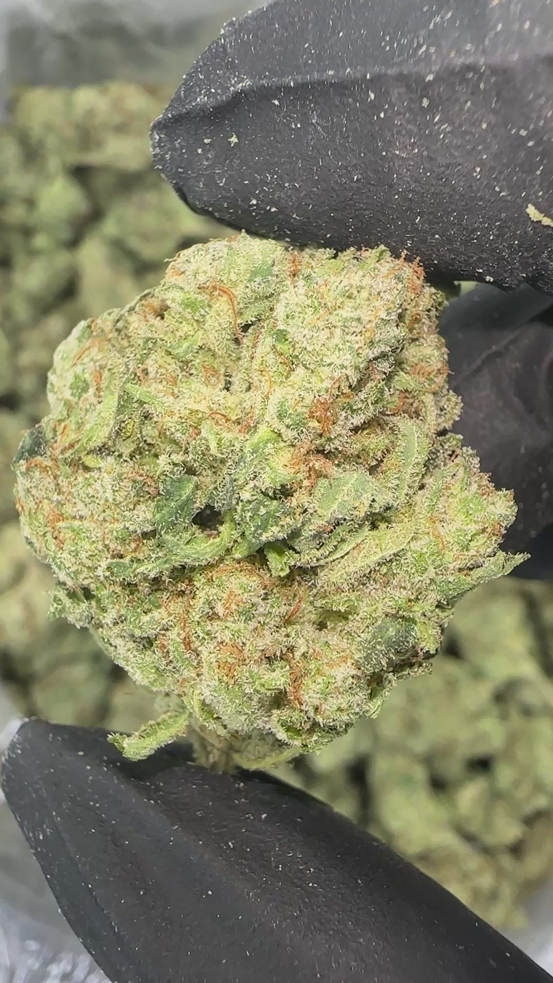 Zookies