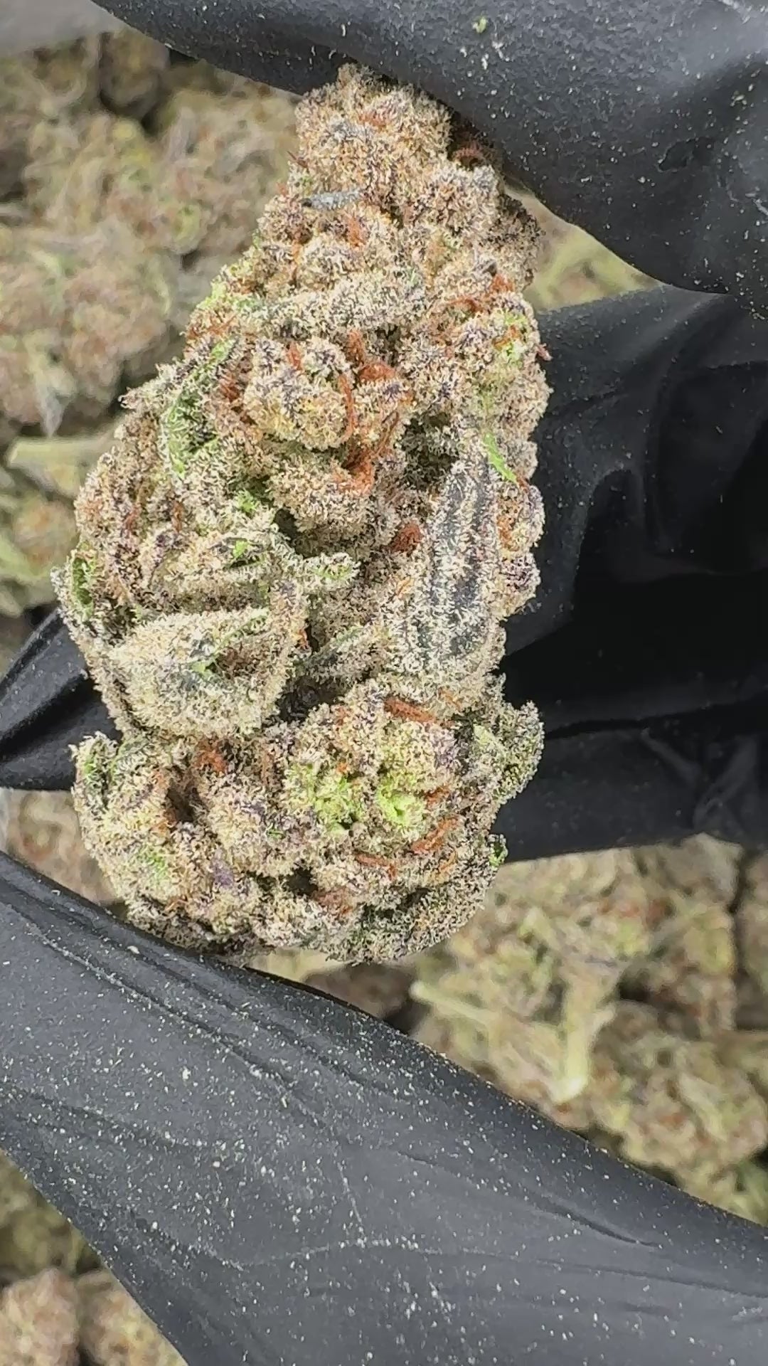 GlitterBomb