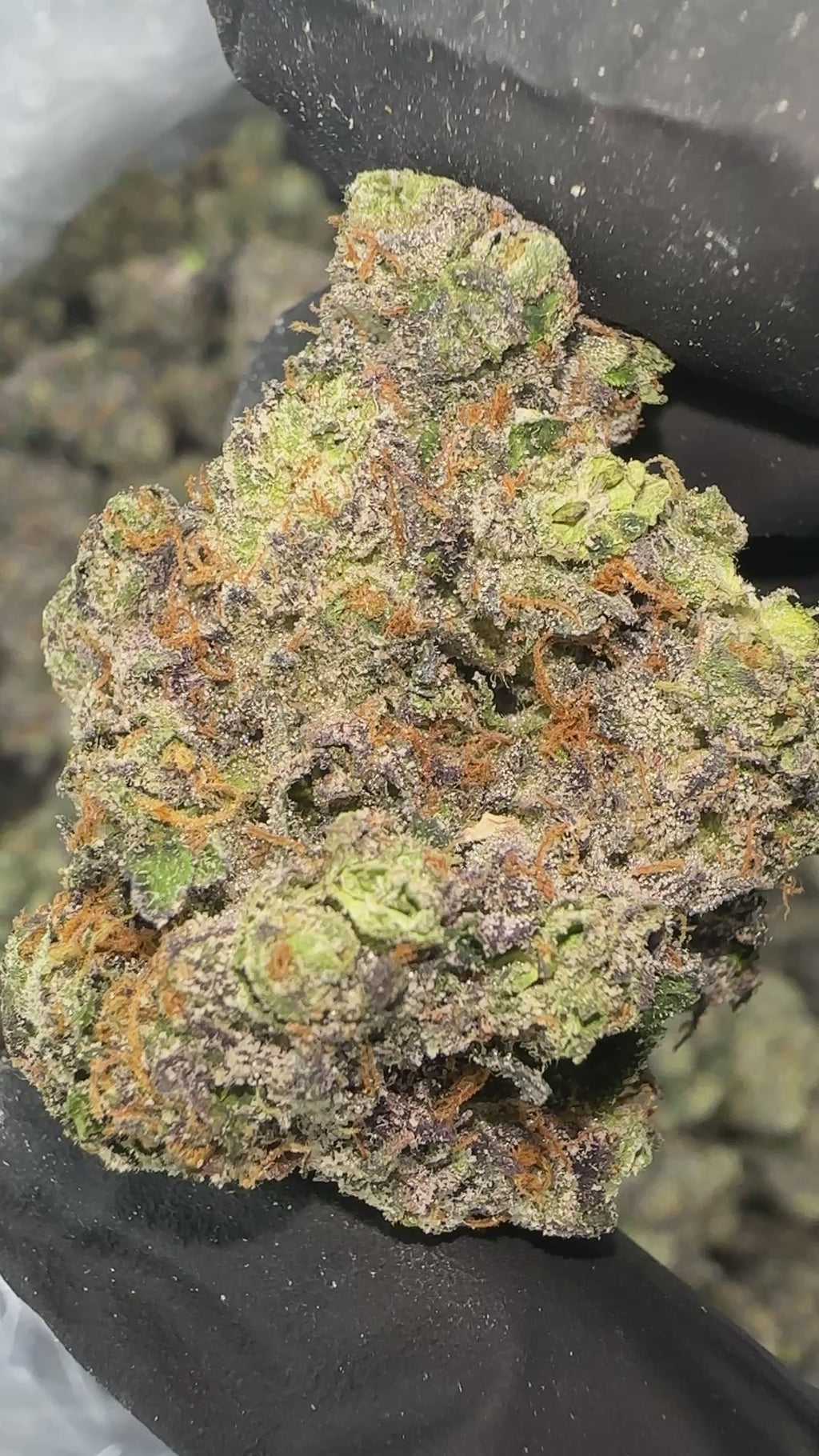 Ghost Mode. (Genetics by Craft Farmer)