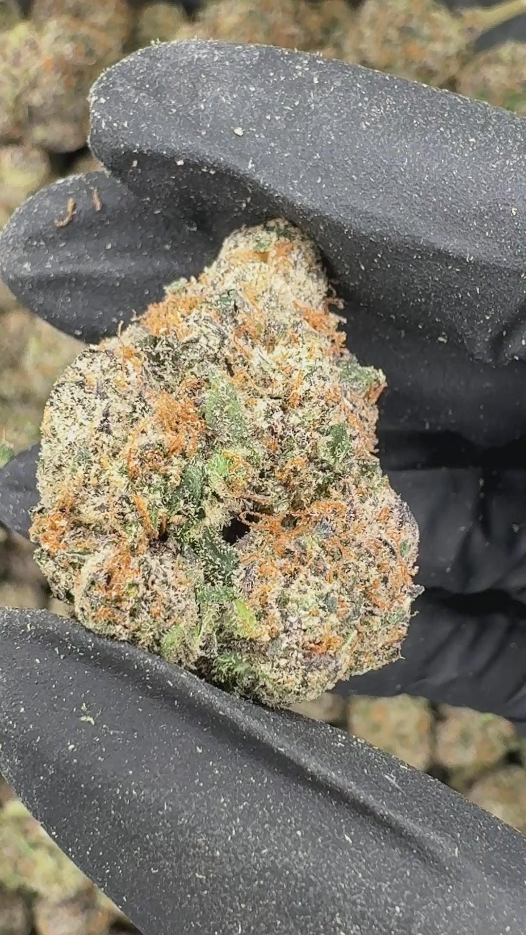 Galactic WarHeadz (Genectics by Craft Farmer)
