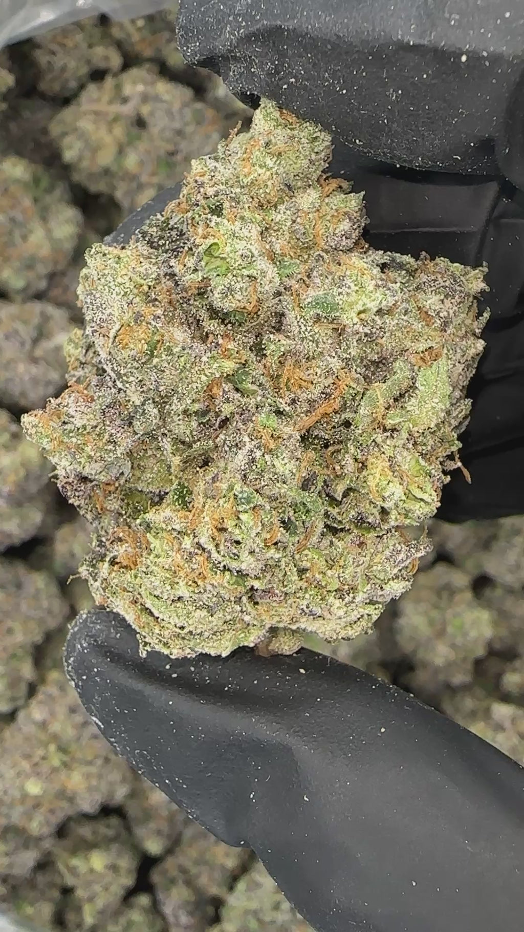 Ghost Mode. (Genetics by Craft Farmer)