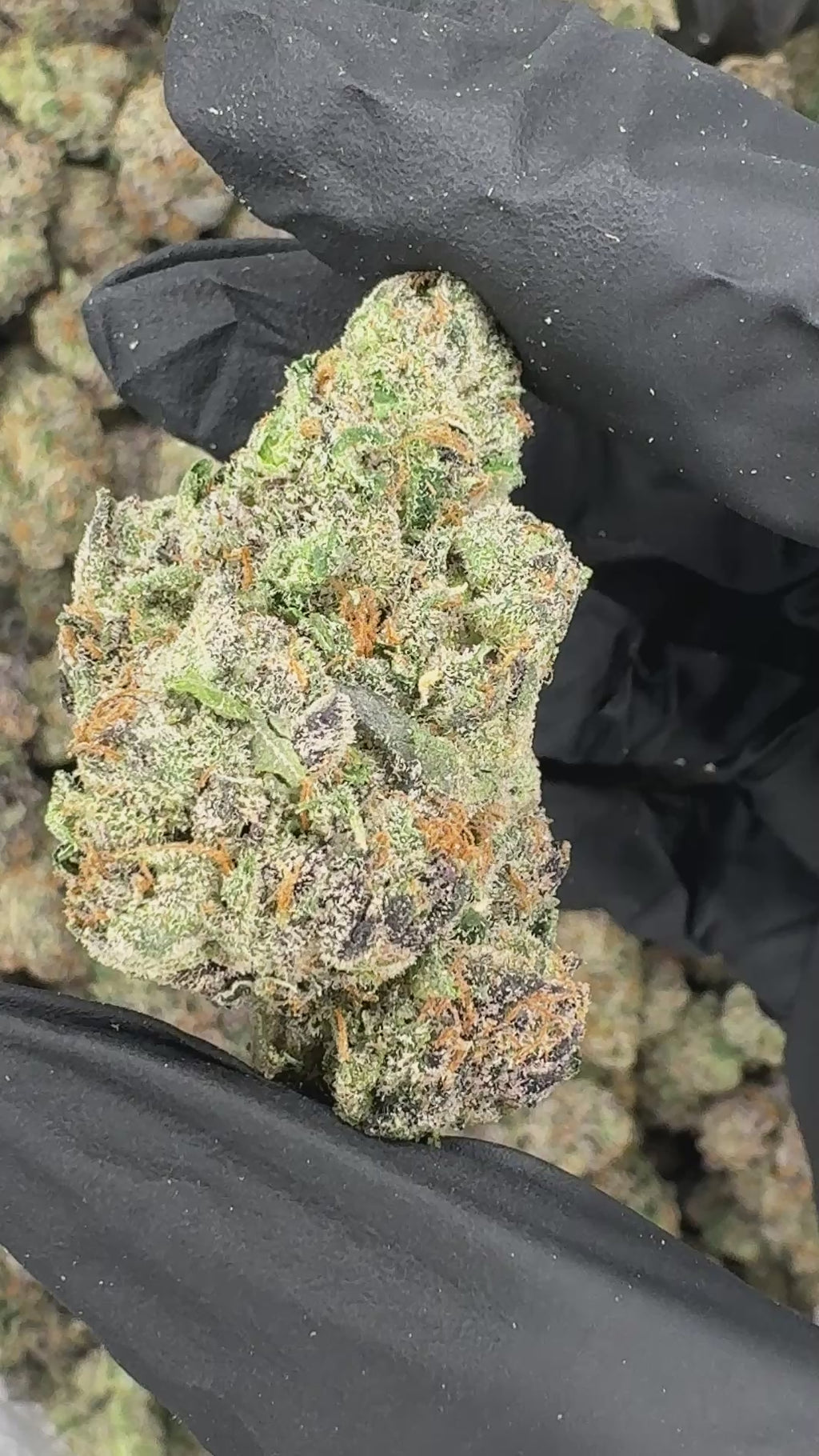 Galactic WarHeadz (Genectics by Craft Farmer)