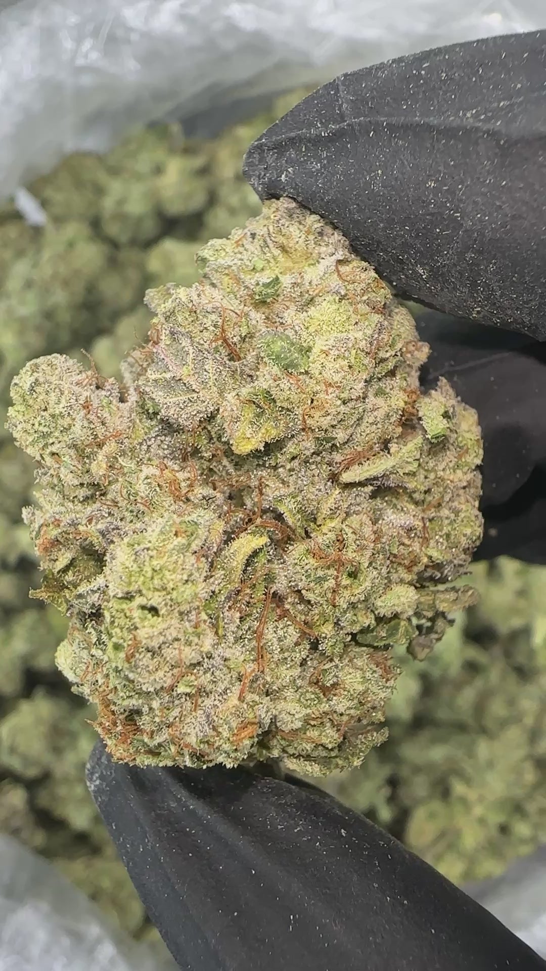 Grizzly Glue