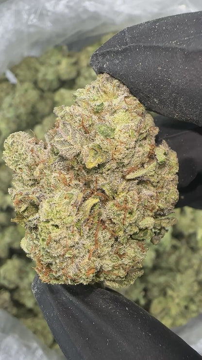 Grizzly Glue