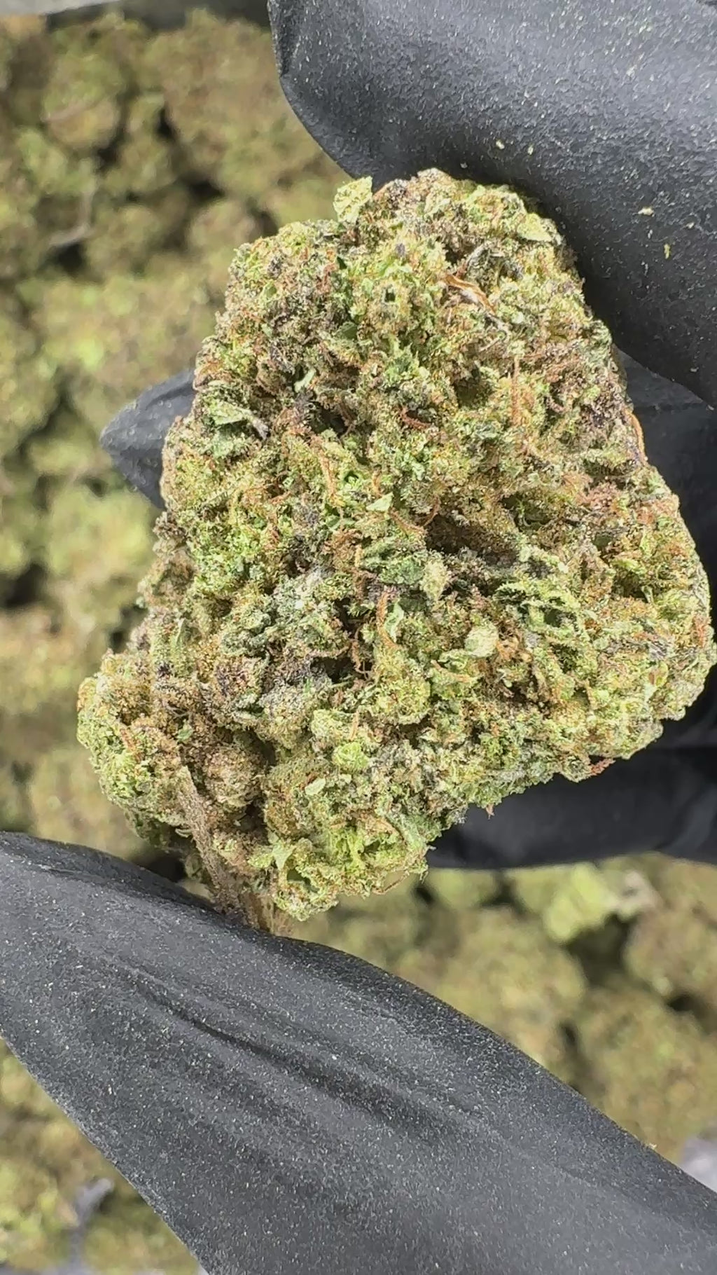 Sherbert